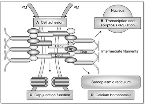 Structure of Intercalated Discs and Role of Desmosome Mutations in... | Download Scientific Diagram