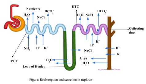 Draw a labelled diagram showing reabsorption and secretion of major ...