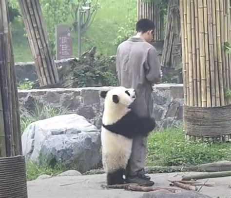 Baby Panda Declares That His Mealtime Is Now Playtime - Pet Paradise