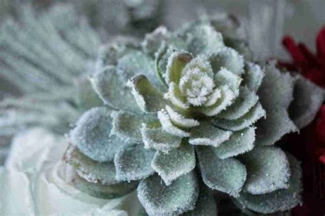 What Temperature Is Too Cold For Succulents? This Cold! | Plants Heaven