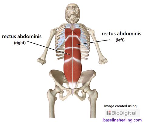 Rectus Abdominis