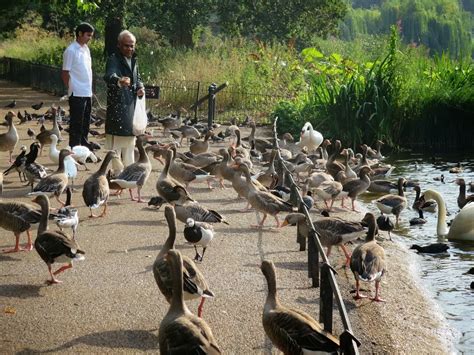 Why the Birds of St. James Park are Worth Visiting on a London Trip ...