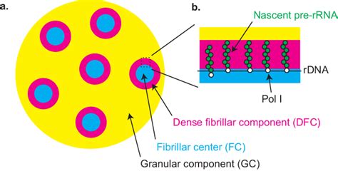 Multi-phase structure of nucleolus: a. A nucleolus is composed of three... | Download Scientific ...