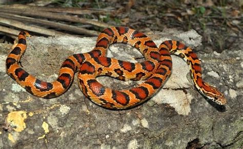 30+ Beautiful Corn Snake Morphs & Colors (With Pictures)