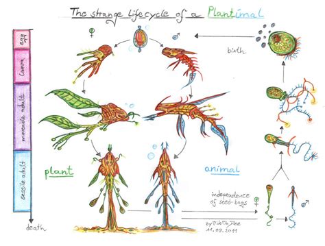 Life Cycle Of A Crayfish Diagram - Wiring Diagram Pictures