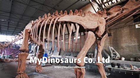 Museum Dinosaur Skeleton 23M(75.4ft) Mamenchisaurus Skeleton for Sale - YouTube