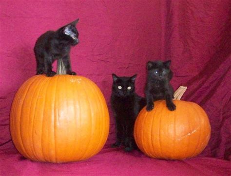 Black Cats and Pumpkins | Barbi, Inyo, and Imp play on pumpk… | Flickr