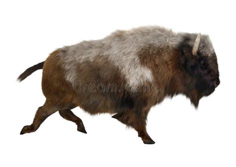 Bull Bison Running stock photo. Image of nature, buffalo - 10366520