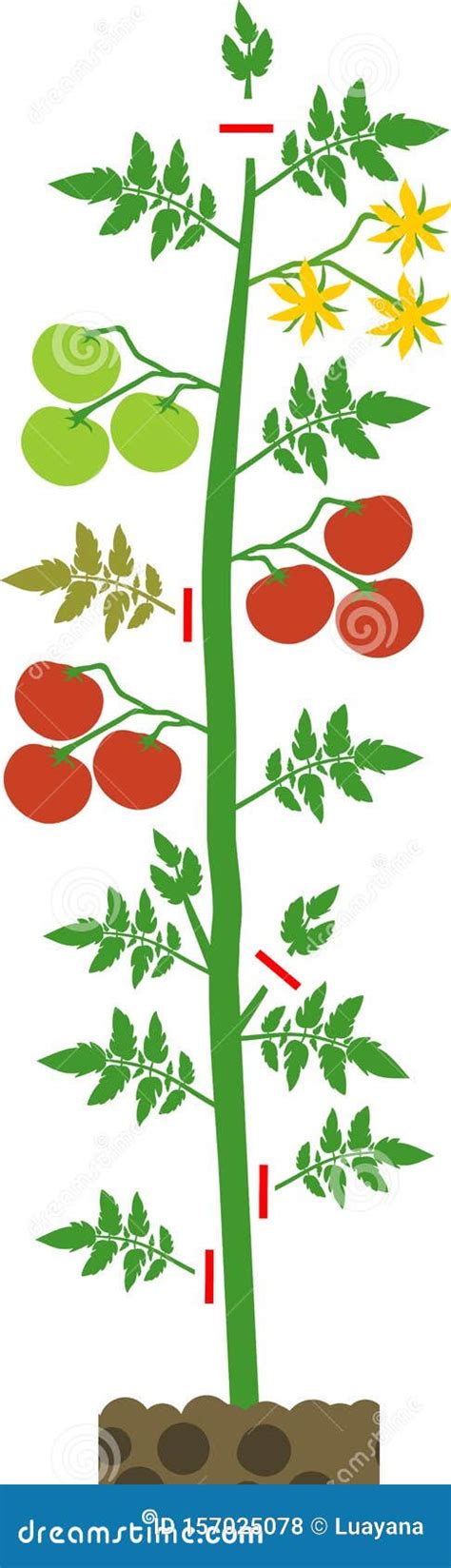 How To Prune Tomatoes Plant. Tomato Pruning Scheme Stock Vector ...