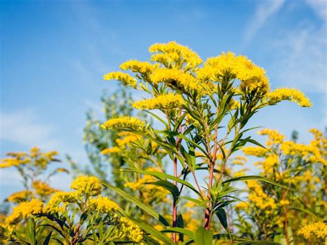 Autumn Color Perennials: Growing Perennials In Fall | Gardening Know How