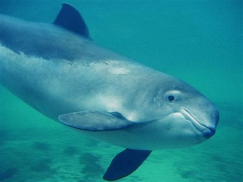 Harbour porpoises being killed by vicious bottlenose dolphins