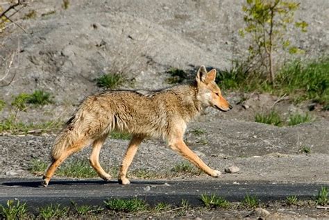 5 Tips About Coyote Hunting In Summer