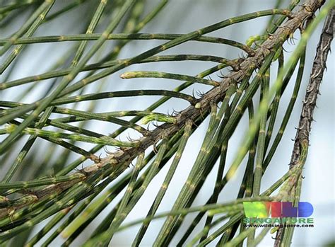 Casuarina equisetifolia (Rhu Tree) - a gallery on Flickr