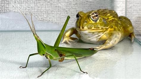 Fold a large grasshopper in two and eat / Pacman frog , African ...