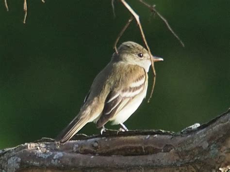 Alder Flycatcher - Species | LycoBirds