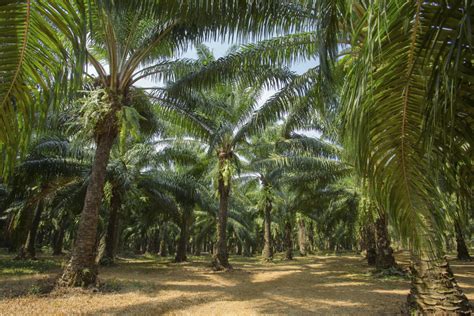 Palm oil tree plantations, Thailand - Intrepid Potash