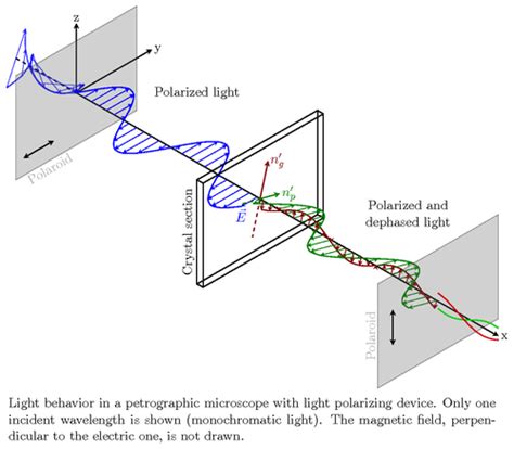 Microscopy, polarization; Microscopy, Polarized Light; Polarization Microscopy