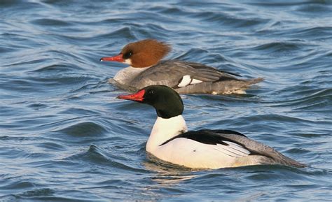 Bill Hubick Photography - Common Merganser (Mergus merganser)