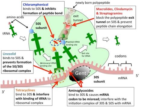 Protein Synthesis Inhibitors- Definition, Examples, Inhibition, Resistance