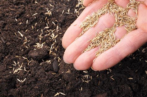 Planting Grass Seed In Winter [5 Tips For Dormant Seeding] | Pepper's Home & Garden