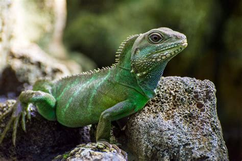 Chinese Water Dragon, animals photo - Artur Rydzewski