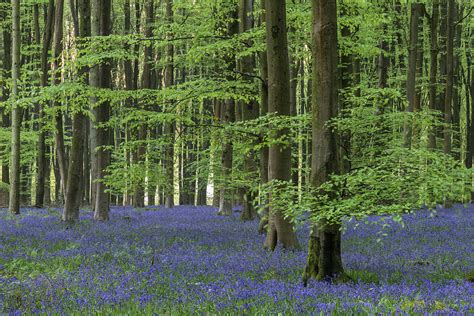 Stunning bluebell forest landscape image in soft sunlight in Spr Photograph by Matthew Gibson ...