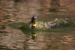 Yellow-billed Duck Splash | I'm coming to get you! | Flickr