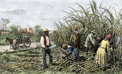 The Plantation System