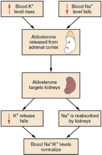 Structure & function of the adrenal cortex (mineralocorticoids) Flashcards | Quizlet