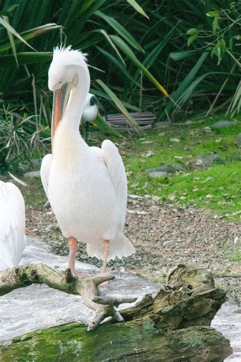 Great white pelican stock image. Image of eastern, white - 128465961