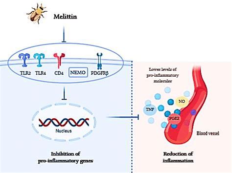 Action mechanism of anti-inflammatory effects of melittin. Melittin ...