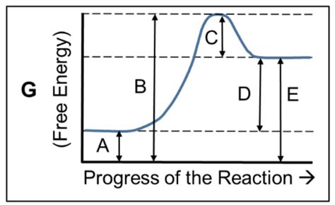 Solved Which part of the graph for this endergonic reaction | Chegg.com