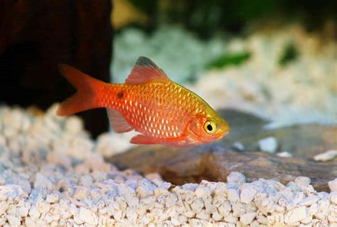 Cherry Barb: Fish Species Profile