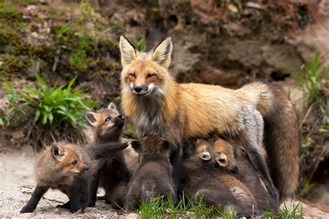 Fox Babies | Baby Foxes Are Called Kits - All Things Foxes