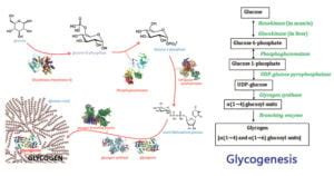 Glycogenesis: Location, Steps, Enzymes, Regulation, Uses