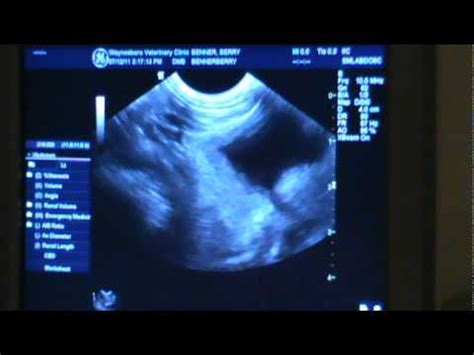 Pregnant Cat Ultrasound - YouTube