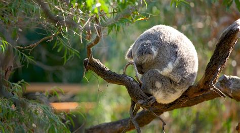 Perth Zoo Tours - Book Now | Expedia