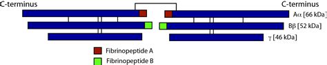 Screening Tests in Haemostasis:Fibrinogen Assays