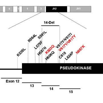 Schematic diagram of JAK2 gene and protein showing the homology domains ...