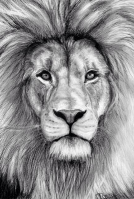 This with blue eyes #lion #tattoo #fierce | Pencil drawings of animals ...