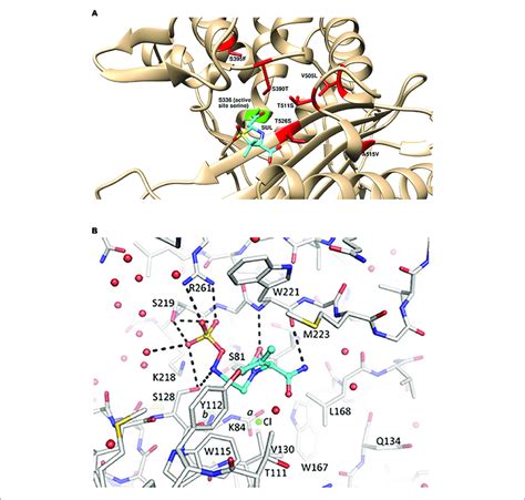 | Structural details for the mechanism of action of... | Download ...