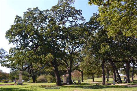 Post Oak Grove at Pioneer Park – TxHTC