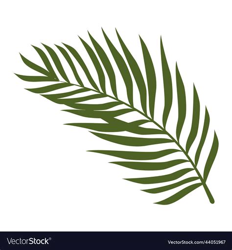 Palm leaf plant foliage Royalty Free Vector Image