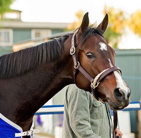 Songbird | Thoroughbred horse racing, Thoroughbred horse, Horses