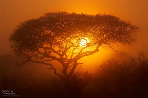 African sunrise | A misty sunrise in Tembe Elephant Park, So… | Flickr