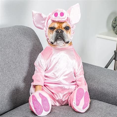 213 best Frenchie costumes images on Pinterest | French bulldogs ...