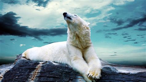 Polar Bears HD Wallpapers - Wallpaper Cave