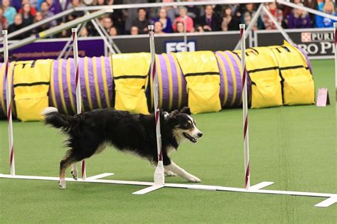 Agility action at Westminster Kennel Club Dog Show Photos - [##do_not_translate_show_name ...