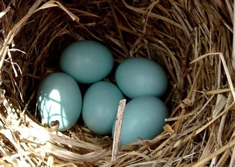 bluebird eggs 5 - Elaine Mansfield