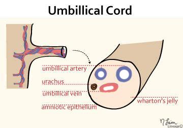 Umbilical Cord and Remnants - Embryology - Medbullets Step 1